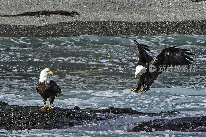 白头秃鹰(Haliaeetus leucocephalus)是一种猛禽，发现于阿拉斯加的锡特卡湾，阿拉斯加。